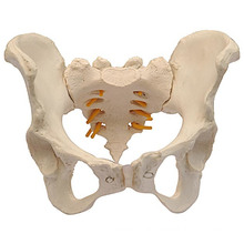 Medical Human Model of Adult Female/Male Pelvis